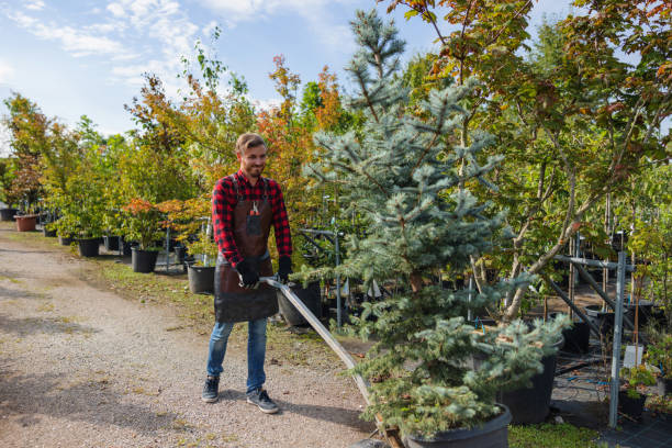 How Our Tree Care Process Works  in Coarsegold, CA